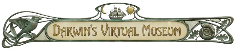 Darwin's Virtual Museum